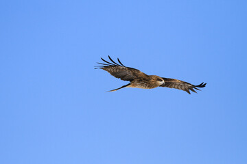 Black Kite Soaring in a Clear Blue Sky, Hokkaido, Japan