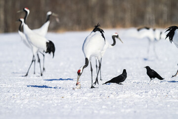 Red-Crowned Cranes Feeding Fish in Snowy Habitat, Kushiro, Japan