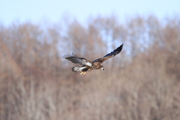 White-Tailed Sea Eagle Soaring Gracefully in Flight, Kushiro, Hokkaido, Japan