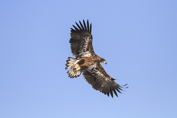 White-tailed Eagle Soaring in a Clear Blue Sky, Hokkaido, Japan