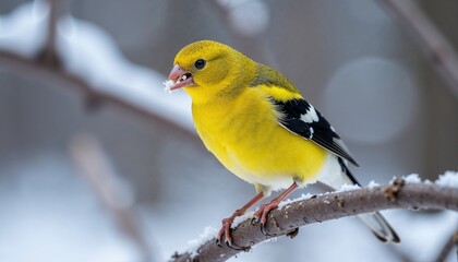 Fototapeta premium Close-up of a bright yellow American goldfinch perched on a snowy branch 