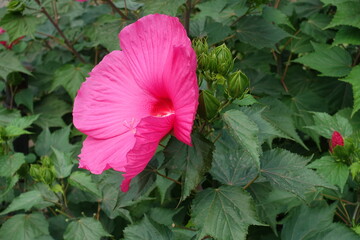 Several buds and vibrant pink flower of Hibiscus moscheutos in August
