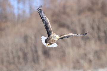 White-tailed Eagle Flying Directly Towards the Camera, Hokkaido, Japan