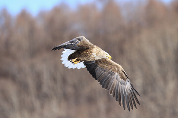 White-Tailed Sea Eagle Soaring Gracefully in Flight, Kushiro, Hokkaido, Japan