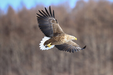 White-Tailed Sea Eagle Soaring Gracefully in Flight, Kushiro, Hokkaido, Japan