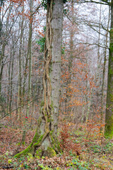 Obraz premium Scenic landscape with nature preserve and tree trunk at Swiss Airport Zürich Kloten on gray autumn day. Photo taken November 30th, 2024, Zurich Rümlang, Switzerland.