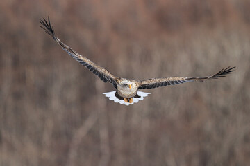 White-tailed Eagle Flying Directly Towards the Camera, Hokkaido, Japan