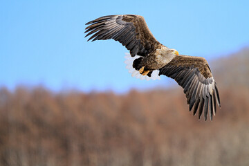 White-tailed Eagle Soaring in a Clear Blue Sky, Hokkaido, Japan