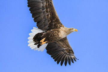 White-tailed Eagle Soaring in a Clear Blue Sky, Hokkaido, Japan