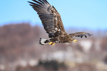 White-tailed Eagle Soaring in a Clear Blue Sky, Hokkaido, Japan
