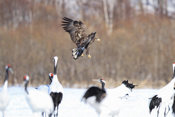 White-tailed Eagle Fighting Red-crowned Cranes, Kushiro, Hokkaido, Japan