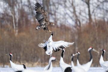 White-tailed Eagle Fighting Red-crowned Cranes