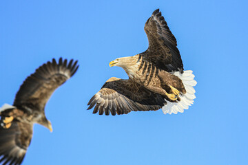 White-tailed Eagle Soaring in a Clear Blue Sky, Hokkaido, Japan