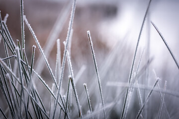 Gräser an einem kalten Wintertag