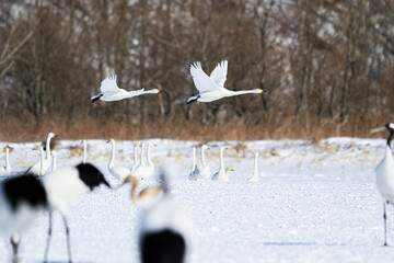 Whooper Swans in Winter Flight, Kushiro, Hokkaido, Japan