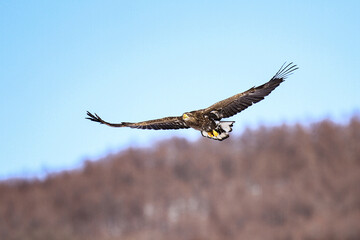 White-tailed Eagle Soaring in a Clear Blue Sky, Hokkaido, Japan
