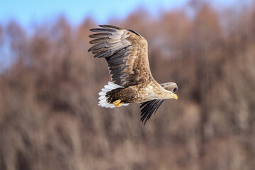 White-Tailed Sea Eagle Soaring Gracefully in Flight, Kushiro, Hokkaido, Japan