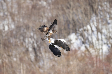 Eagles Engaged in Fierce Battle: Stella's Sea Eagle Fighting White-Tailed Eagle in 