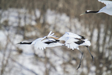 Red-crowned Cranes Taking Flight in Winter Air, Hokkaido, Japan