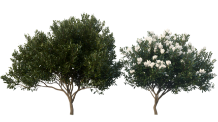 Magnolia grandiflora set frontal tree and bush isolated png on a transparent background perfectly cutout (southern magnolia, bull bay) Magnoliaceae