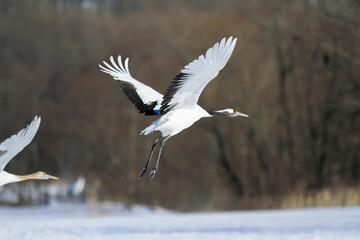 Red-crowned Cranes Taking Flight Over a Snowy Landscape, Kushiro, Japan
