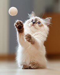Playful cat chasing ball indoor home cute animal photography