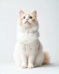 Playful cat posing elegantly indoors studio portrait calm vibes