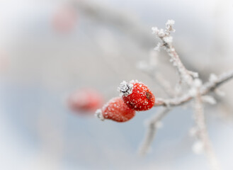 Hagebutten an einem frostigen Wintertag