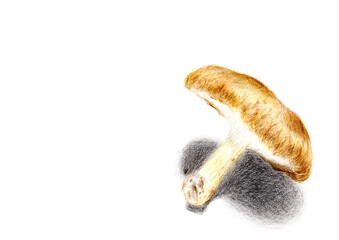 色鉛筆で描いた手書きのシイタケのイラスト