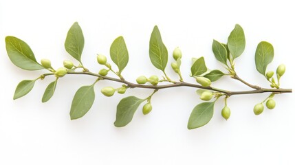 Fototapeta premium Fresh Mistletoe Branch on White Background