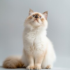 Playful cat posing indoors studio pet photography minimalist