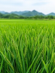 Obraz premium The focus of habitat restoration initiatives is on revitalizing ecosystems and preserving biodiversity, depicted through a detailed 3D illustration.