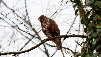 Common Buzzard Perched on a Branch in a Leafless Forest Scene