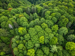 Naklejka premium Aerial View Lush Deciduous Forest Canopy Conservation Sustainable Forestry