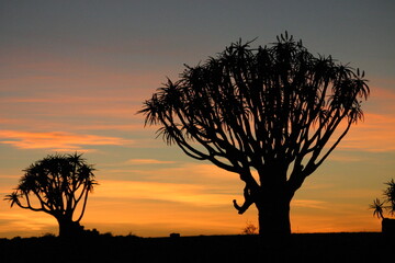 Quiver trees in Namibia
