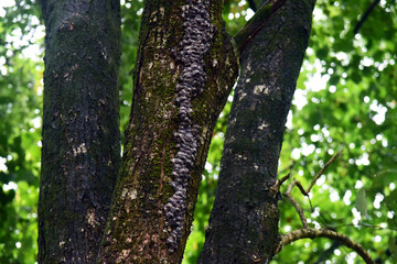 Obraz premium Discover the Beauty of Butterfly-Covered Tree Bark in Forests Like Moss