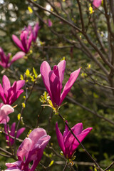 Fototapeta premium Magnolia Susan in spring garden. Beautiful large pink flowers opened on branches of profusely blooming Magnolia Susan (Magnolia liliiflora x Magnolia stellata). Blurred background. Selective focus.