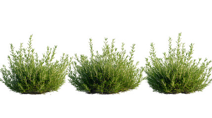rosemary, (Salvia rosmarinus, Rosmarinus officinalis) plant set frontal bush herbaceous perennial plant isolated png on a transparent background perfectly cutout
