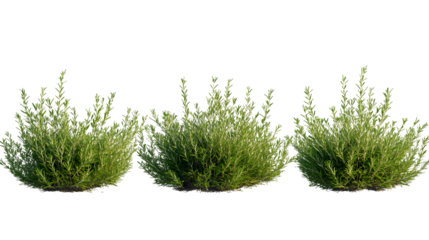 rosemary, (Salvia rosmarinus, Rosmarinus officinalis) plant set frontal bush herbaceous perennial plant isolated png on a transparent background perfectly cutout