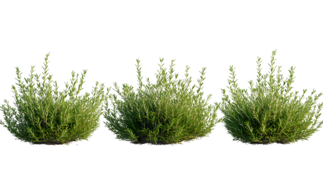 rosemary, (Salvia rosmarinus, Rosmarinus officinalis) plant set frontal bush herbaceous perennial plant isolated png on a transparent background perfectly cutout