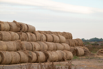 Stacked hay bales on the farm. Many hay harvested for winter season to feed cattle