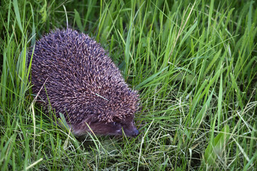 Gray hedgehog in grass