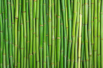Fototapeta premium Green Bamboo Stalks Background Texture