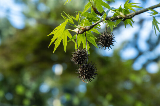 American sweet gum (amber tree) against blurred backdrop of greenery. Young green leaves and spiky balls of seeds of Liquidambar styraciflua tree. Close-up. Nature concept for design