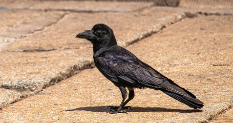 crow in the Palace Museum,