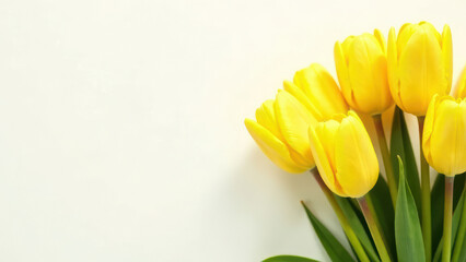 Vibrant yellow tulips on minimalist background with bright blooms. International Women's Day. mother's day