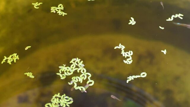 guppy fish in water
