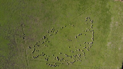 Aerial view of sheep grazing on green pasture.