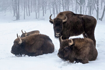 Herd of four european bison in the winter forest in the national park Fruska Gora, Serbia. © Geza Farkas