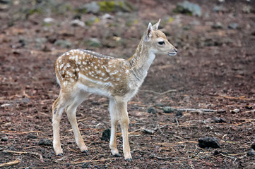 Cute Fallow deer fawn ,dama dama, in the forest..